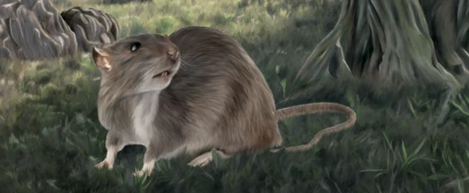 Weg der Maus