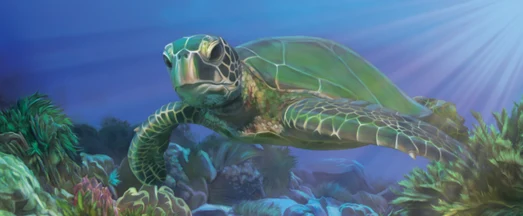 Weg der Schildkröte