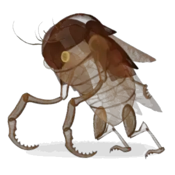 Placóptero