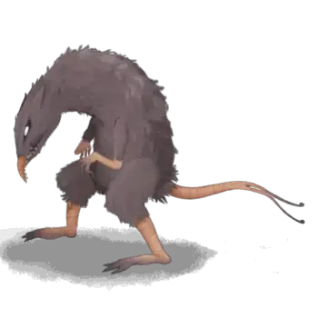 두꼬리쥐