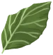 새로운 잎